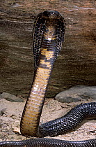 Monocled cobra (Naja kaouthia) with hood spread, captive, from grasslands of southeast Asia