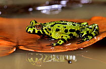 Oriental fire bellied toad (Bombina orientalis) sitting on lily pad, captive, from eastern asia