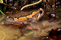 Asian painted frog (Kaloula pulchra) in water, captive, from Asia