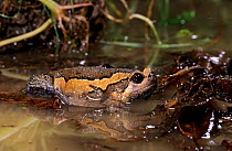 Asian painted frog (Kaloula pulchra) captive, from Asia