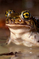 Couch's spadefoot toad (Scaphiopus couchii) captive, from North America