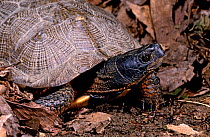Wood turtle (Glyptemys insculpta) captive, from North America, Vulnerable species
