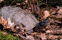 Wood turtle (Glyptemys insculpta) amongst leaf litter, captive, from North America, Vulnerable species