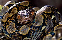 Reticulated python (Python reticulatus) coiled, captive, from SE Asia