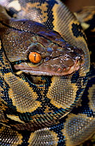 Reticulated python (Python reticulatus) captive, from SE Asia