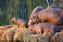 Hippopotamus (Hippopotamus amphibius) family group on river bank, Mlilwane Wildlife Sanctuary, Swaziland, Endangered / threatened species