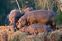 Hippopotamus (Hippopotamus amphibius) Mlilwane Wildlife Sanctuary, Swaziland Endangered / threatened species