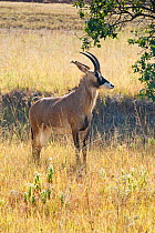 Roan antelope (Hippotragus equinus) Mlilwane Wildlife Sanctuary, Swaziland