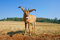 Roan antelope (Hippotragus equinus) Mlilwane Wildlife Sanctuary, Swaziland