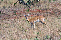 Oribi (Ourebia ourebi) Mlilwane Wildlife Sanctuary, Swaziland