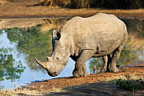 Southern white rhinoceros (Ceratotherium simum simum) beside water, Endangered species, Mkhaya Game Reserve, Swaziland