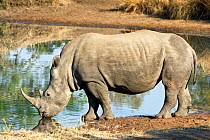 Southern white rhinoceros (Ceratotherium simum simum) drinking, Endangered species, Mkhaya Game Reserve, Swaziland