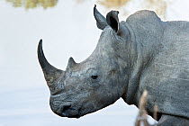 Southern white rhinoceros (Ceratotherium simum simum) portrait, Endangered species, Mkhaya Game Reserve, Swaziland