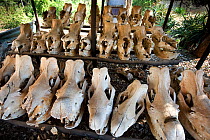 Southern white rhinoceros (Ceratotherium simum simum) skulls retrieved from animals killed by poachers, Endangered species, Mkhaya Game Reserve, Swaziland
