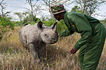 Black rhinoceros (Diceros bicornis) calf with game ranger, Endangered species, Mkhaya Game Reserve, Swaziland