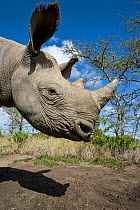 Black rhinoceros (Diceros bicornis) calf, hand reared, Endangered species, Mkhaya Game Reserve, Swaziland