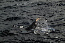 Killer whale (Orcinus orca) tail above surface as it dives. North Sea.