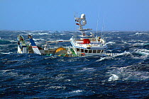 Fishing vessel "Ocean Harvest" in huge waves on the North Sea, September 2010. Property released.