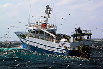 Fishing trawler surrounded by seabirds as the net is hauled onboard. North Sea, September 2010. Property released.