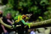 Johnston's Chameleon (Chamaeleo Johnstoni) walking along branch, Uganda