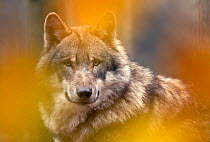 Grey wolf (Canis lupus) head portrait, viewed through autumn colours, captive.