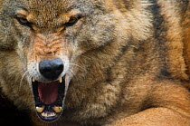 Grey wolf (Canis lupus) head portrait, snarling with teeth bared in aggressive expression, captive.