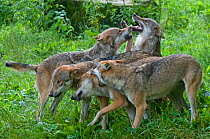 Pack of Grey wolves (Canis lupus) greeting one another and expressing submissive behaviour.