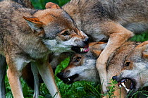 Pack of Grey wolves (Canis lupus) expressing submissive / agressive behaviour, snarling with teeth bared, captive.
