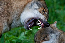 Two Grey wolves (Canis lupus) expressing submissive / agressive behaviour, snarling with teeth bared, captive.