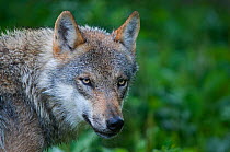 Grey wolf (Canis lupus) head portrait, with coat damp from recent rain shower, captive.