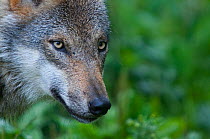 Grey wolf (Canis lupus) head portrait, with coat damp from recent rain shower, captive.