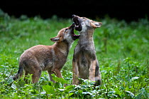 RF- Two Grey wolf (Canis lupus) cubs play-fighting, captive.