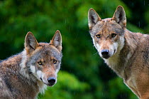 RF- Two Grey wolves (Canis lupus) head portraits with damp coats from rain shower, captive. (This image may be licensed either as rights managed or royalty free.)