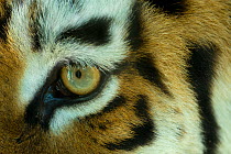Siberian tiger (Panthera tigris altaica) detail of patterns surrounding the eye, captive.