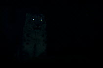 Snow Leopard (Panthera uncia) sitting in darkness, with eyes glowing as they reflect available light,  captive