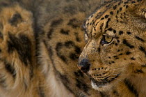 Snow Leopard (Panthera uncia) head portrait, in profile, captive.