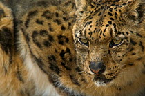 Snow Leopard (Panthera uncia) head portrait, captive.
