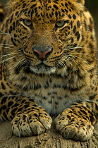 Sri Lankan Leopard (Panthera pardus kotiya) head portrait, with paws out in front, captive.