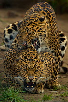 Sri Lankan Leopards (Panthera pardus kotiya) pair mating, and male bites the scuff of female, captive.