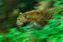 Sri Lankan Leopard (Panthera pardus kotiya) soft focus running, captive.