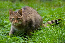 Wild cat (Felis silvestris) crouched in grass, captive.