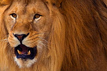 RF- African Lion (Panthera leo) head portrait of male roaring, captive. (This image may be licensed either as rights managed or royalty free.)