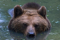 European Brown Bear (Ursus arctos) partially submerged in water, captive.