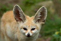 Fennec fox (Fennecus zerda) head portrait, captive.