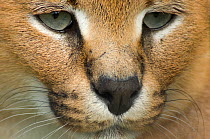 Caracal (Felis caracal) close-up head portrait,  captive; native to Africa.