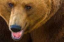 European Brown Bear (Ursus arctos) head portrait, with mouth open, captive.