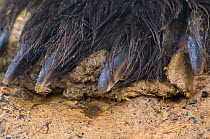 European Brown Bear (Ursus arctos) detail of claws, captive.