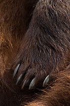 European Brown Bear (Ursus arctos) detail of paw and claws, captive.