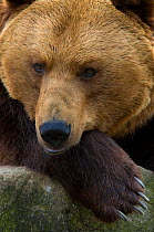 European Brown Bear (Ursus arctos) portrait, with head resting on paw, captive.