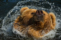 Kodiak / Alaskan brown bear (Ursus arctos middendorffi) swimming in water, shaking its head, captive.